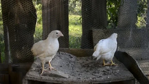 A group of small cute chicks walks in the henhouse Stock Footage 70321836