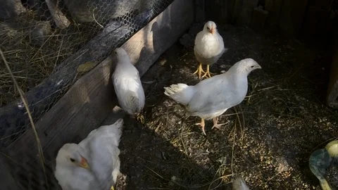 A group of small cute chicks walks in the henhouse Stock Footage 70322423