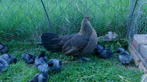 A group of small cute chicks walks in henhouse. Closeup of few days old chickens Stock Footage 135453353