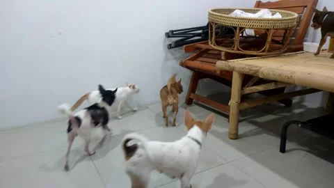 Group of small cute dogs playing around with white cat indoors Stock Footage 348121400