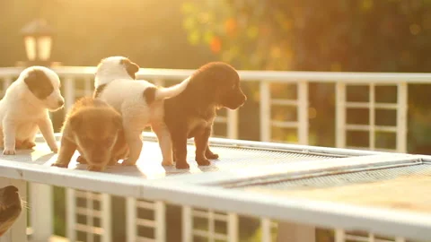 Group of small cute puppies playing outdoors during golden hour. Stock Footage 167376815