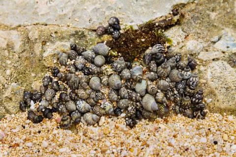 A group of small dark shells with spiral shells lies on a rock. Stock Photos