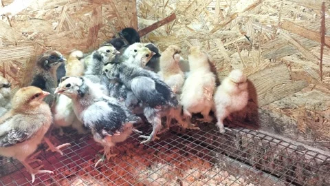Group of Small Diverse Chicks Huddling in a Brooder Under Heat Lamp. 스톡 동영상 333109901