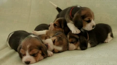 A group of small dogs puppies beagle Stock Footage