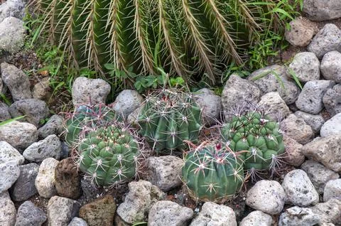 Group of small ferocactus latispinus in cactus garden Stock Photos