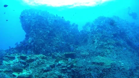 Group of small fish and coral-south andaman Vídeo Stock 247232767