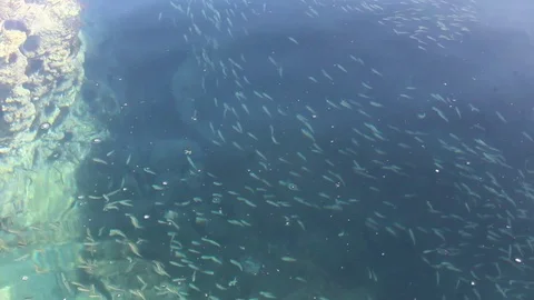 A group of small fish in Driouch beach, Morocco Stock Footage 123404031