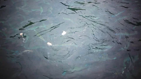 Group of small fish feeding on a piece of bread in the beautiful ocean water Stock Footage 87813788