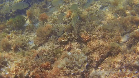 Group of small fish feeding on a piece of bread, underwater view Stock-Footage 283461114