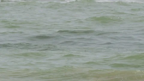 Group of small fish just below surface of the water in the sea Stock Footage 238464237