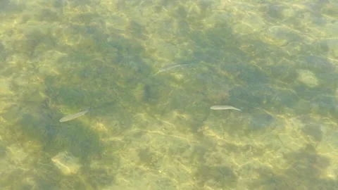 A group of small fish swim in clear, shallow water above a rocky and sandy Stock Footage 346694462