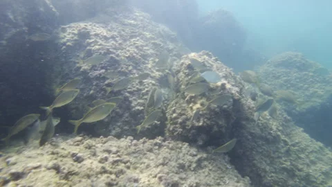 Group of small fish swimming around rocky formations covered in algae, Stock-Footage 343099279