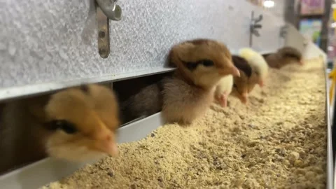 Group of small furry chicks peak their heads out of metal box to eat, 스톡 동영상 130770860