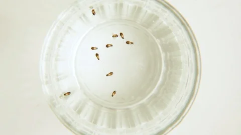 Group of small German cockroach nymphs floating in the water Vídeos de archivo 104396810