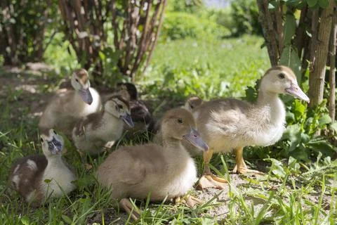 Group of small gray ducks sitting on the grass Stock Photos