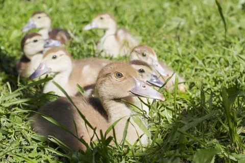 Group of small gray ducks sitting on the grass Stock Photos