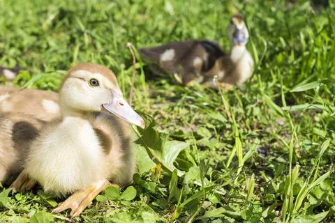 Group of small gray ducks sitting on the grass Stock Photos