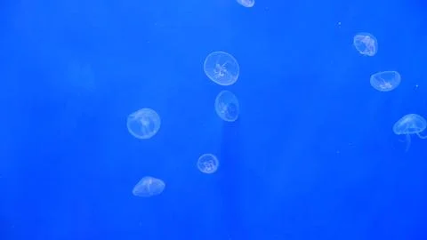 Group of small jelly fish swimming in bright blue water Fotos Stock