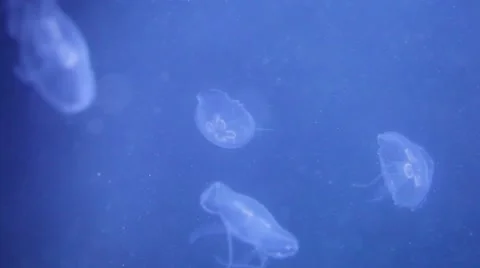 Group of small Jellyfish 스톡 동영상 8947145