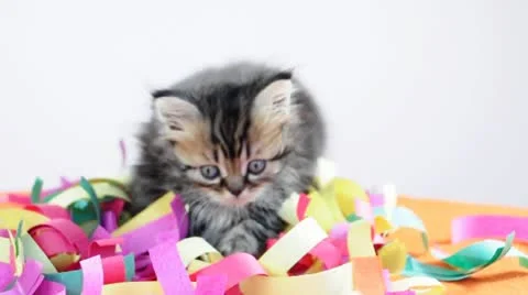 Group of small kittens playing Stock Footage 22226027