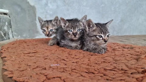Group of small kittens resting together cozy close up Stock Footage 337050508