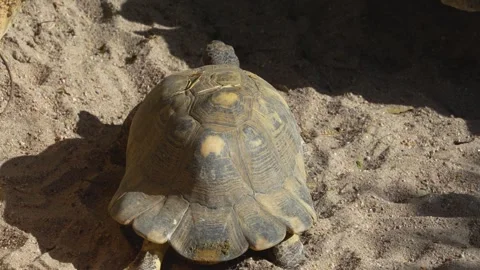 A group small land turtles Stock Footage 272512648