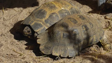 A group small land turtles Stock Footage 272517582