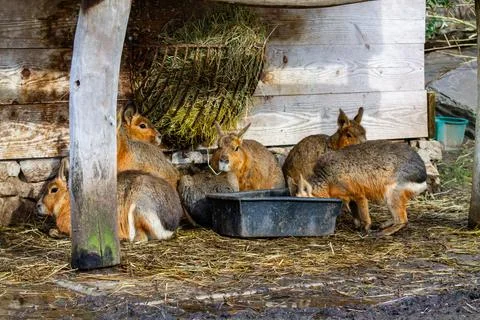 Group of Small Mammals in Rustic Barn Stock Photos