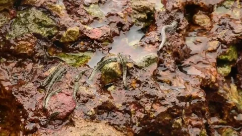 Group of small mudskippers resting Stock Footage 308499058