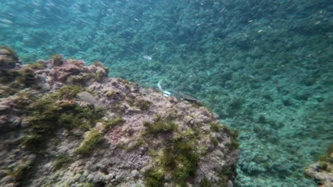 Group of small mullets in the waters of the Adriatic sea Stock Footage 140999215
