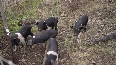 Group of small piglets in a grassy outdoor pen, slow motion, medium shot Stock Footage 128012288