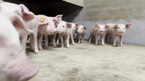Group of Small Piglets in Nursery Barn Stock-Footage 335477720