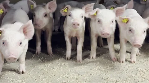 Group of small pink piglets looking at camera Stock-Footage 335477783