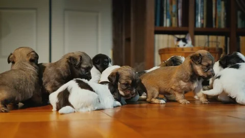 A group of small puppies playing on the floor, behind them observes a secretive Stock Footage 99597783