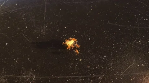 Group of small red ants carry move a piece of bread cheese on a black table Stock Footage 164069454