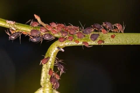 Group of small red aphids Foto stock