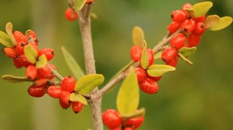 Group of small red berries Stock Footage 10750372