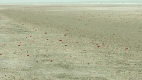 Group of Small Red Ghost Crabs Crawling Across Wet Sandy Beach at Low Tide Stock Footage 239169954