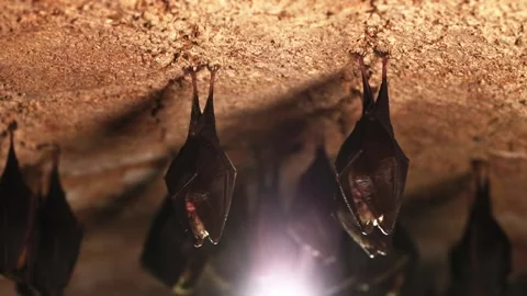Group of small sleeping horseshoe bat covered by wings upside down. Hibernating Stock Footage 316329310