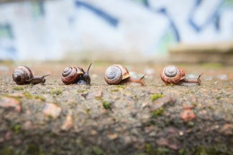 Group of small snails going forward Stock Photos
