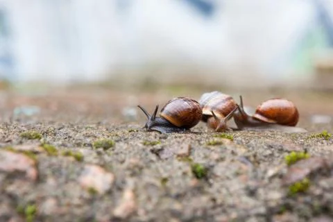 Group of small snails Stock Photos