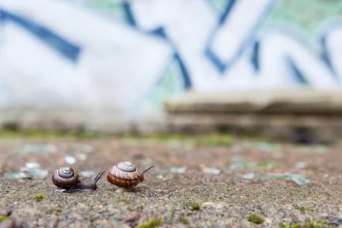 Group of small snails Stock Photos