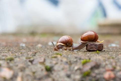 Group of small snails Stock Photos