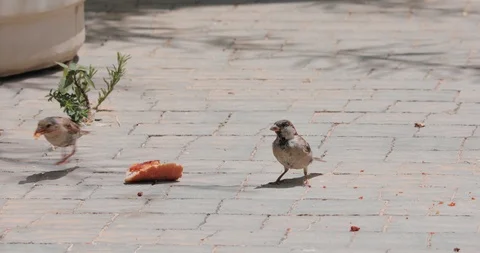 A group of small sparrows arrives and eats bread Stock Footage 99828099