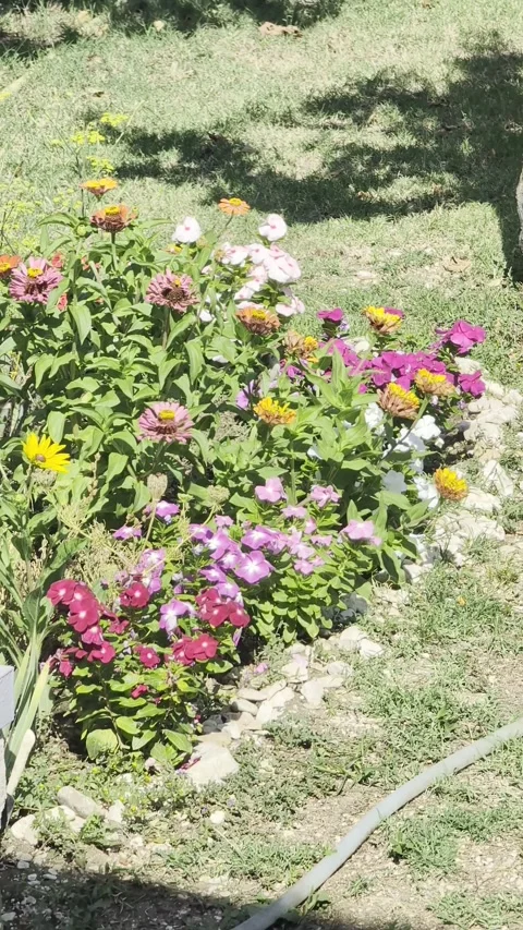 A group of small sparrows moving and looking Stock Footage 344390508