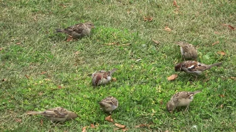 Group of small sparrows searching and foraging for food in a sunny urban park Stock Footage 343321841