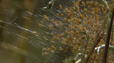 Group of small spiders Argiope Stock Footage 37241547