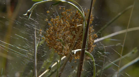 Group of small spiders Argiope Stock Footage 37242472