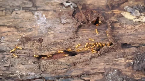 Group of the small termite, Termites are social creatures that damage people's w Stock Footage 169880488