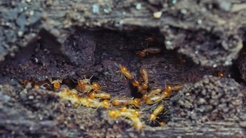 Group of the small termite, Termites are social creatures that damage people's w Stock Footage 169880594